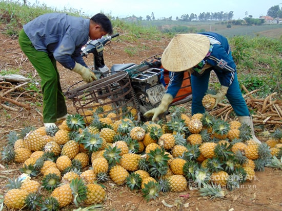 Dứa Quỳnh Lưu. Ảnh Thanh Toàn