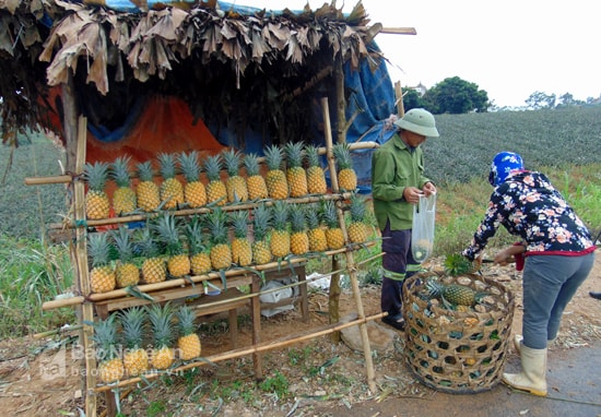 Dứa Quỳnh Lưu. Ảnh Thanh Toàn