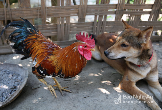 Với người lạ hay các loài vật khác chúng không tỏ ra hoảng sợ như các giống gà khác.