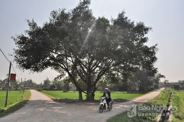 Một góc làng quê Hưng Đạo (Hưng Nguyên). Ảnh: P.V.T