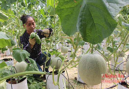 Công nghệ trồng giống dưa lưới Israel không cần đất ở ở xã Hội Sơn, huyện Anh Sơn (Nghệ An).