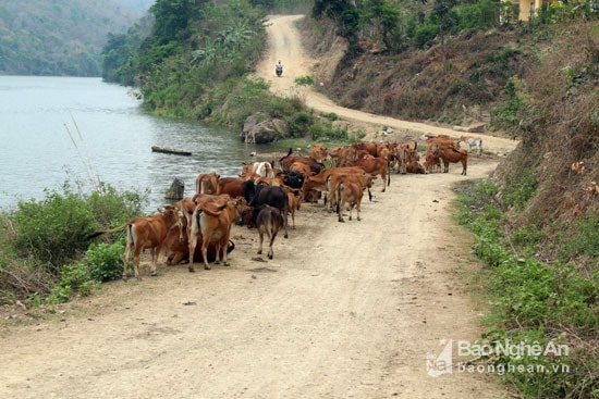 Chăn nuôi gia súc thả rông vốn là một hình thức mang lại hiệu quả cao trên địa bàn miền Tây Nghệ An. Tuy nhiên, ở một số bản làng Khơ Mú, nhiều hộ khi thả rông xong lại đem gia súc về nhà để chăm sóc. Ảnh: Đào Thọ