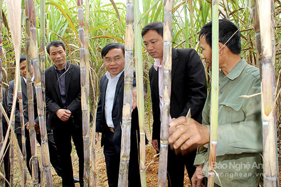 Ông Ngọc Kim Nam - Chủ tịch UBND huyện Đô Lương (thứ 2 bên trái) khảo sát vùng trồng mía ép nước giải khát tại Giang Sơn Đông. Ảnh Nguyên Nguyên