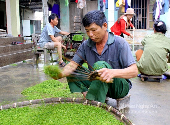 Thuốc lào sau khi được cắt nhỏ dùng đũa chuyên dụng trên các nong phơi. Đũa làm thuốc lào gồm 6 thanh, có công dụng giúp lá thuốc lào được rải đều. Ảnh: Quang An