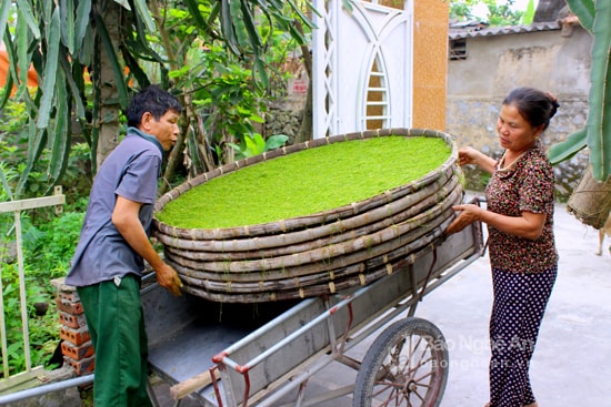 Sau khi rải đều trên các nong phơi, thuốc lào được người dân nhanh chóng đưa lên xe chở đến địa điểm phơi để tránh bị xỉn màu. Theo người dân Diễn Châu, một sào cây thuốc lào rải được khoảng hơn 200 nong phơi. Ảnh: Quang An