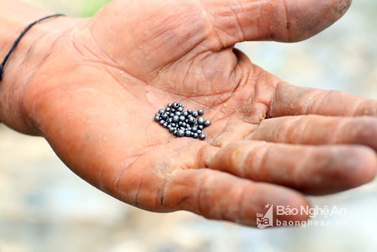 Tùy thuộc vào loại súng mà người dân sử dụng đạn to hay nhỏ. Loại đạn này khi bắn ra tỏa như hạt cải găm khắp nơi. Ảnh: Minh Khuê