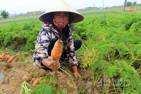 Rau màu Quỳnh Lưu rớt giá. Ảnh: Việt Hùng