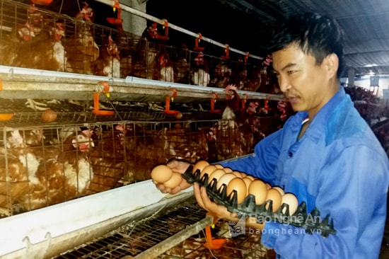 Xây dựng thương hiệu trứng gà TP Vinh. Ảnh: Thanh Tâm
