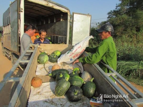 Nông dân xã Nghĩa Hợp (Tân Kỳ) thu hoạch bí đỏ.Ảnh: cẩm tú