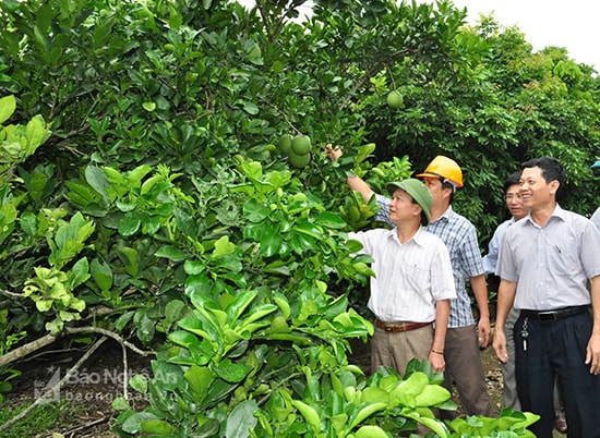 Cán bộ huyện Thanh Chương khảo sát mô hình bưởi Diễn tại xã Thanh Liên. Ảnh: Mai Hoa