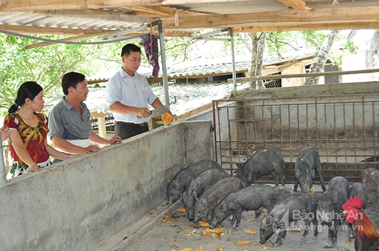 Cán bộ xã Thanh Mỹ (Thanh Chương) tìm hiểu mô hình phát triển kinh tế hộ. Ảnh: Mai Hoa