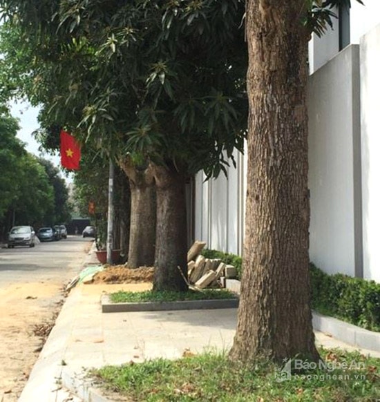 Đoạn vỉa hè qua các khu biệt thự ở Phường Hưng Dũng được trồng cây cổ thu. Ảnh: P.V