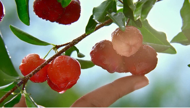 Ăn sơ ri hoặc uống nước ép là cách bổ sung vitamin C tự nhiên cho da. 