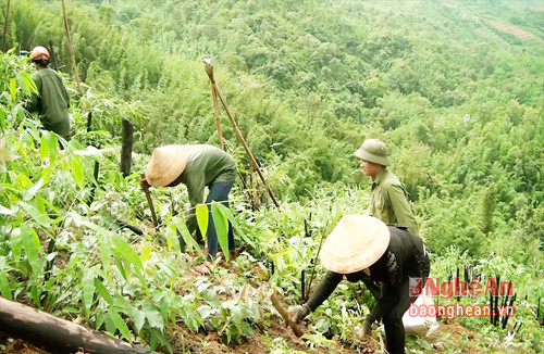 Việc chuyển đổi đất lâm nghiệp do các công ty TNHH MTV lâm nghiệp trên địa bàn tỉnh còn chậm, hiệu quả sản xuất chưa cao. Ảnh tư liệu