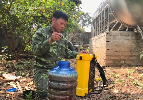 Quy trình sản xuất thuốc trừ sâu thảo dược phun cho cây ổi của anh Đông là tỏi, ớt, gừng xay nhỏ rồi ngâm với rượu trắng ủ trong vòng 10 -15 ngày.  Ảnh: Minh Thái