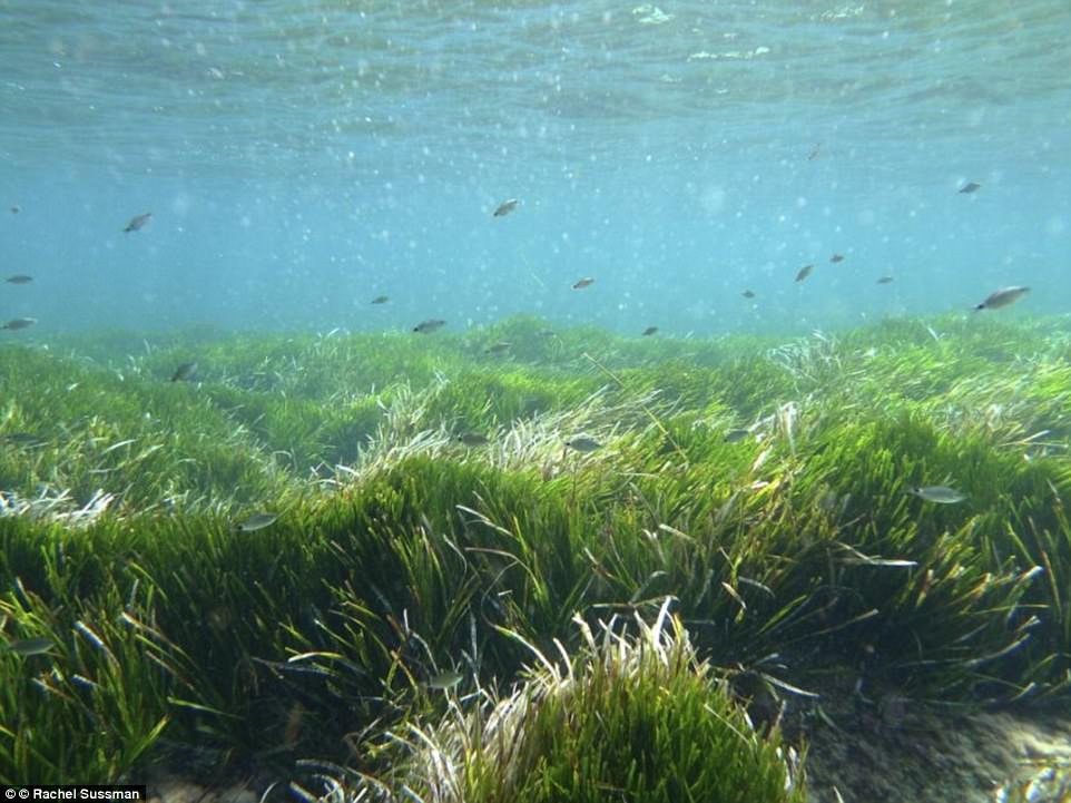 Cỏ biển ở quần đảo Balearic, Tây Ban Nha (100.000 tuổi): Cỏ biển ở quần đảo Balearic được cho là những sinh vật cổ xưa nhất thế giới, với tuổi thọ khoảng 100.000 năm. Đồng cỏ dưới nước này trải rộng khoảng 16 km.