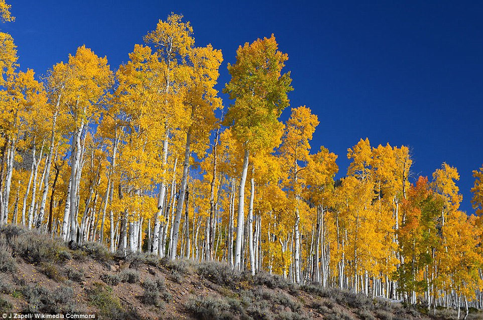 Pando, Utah, Mỹ (80.000 tuổi): Quần thể Pando hình thành từ một cây dương lá rụng đực duy nhất ở rừng quốc gia Fishlake, với hệ rễ có niên đại khoảng 80.000 năm. Quần thể này được xem là cơ thể sống nặng nhất, với hơn 40.000 nhánh thân, nặng 5.800 tấn, trải rộng 429.000 m2.