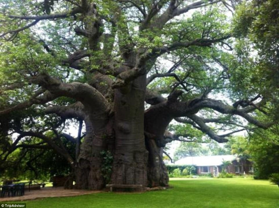 Cây baobab Sunland, Limpopo, Nam Phi (6.000 tuổi): Cây baobab già nhất thế giới này còn lớn tuổi hơn của kim tự tháp Giza của Ai Cập. Mỗi năm, khoảng 7.000 du khách tới chiêm ngưỡng thân cây khổng lồ này và ngồi uống ở quầy bar trong cây.