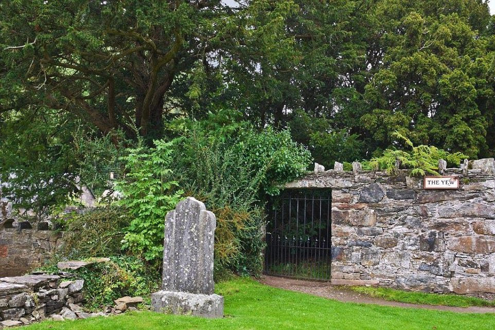 Cây thủy tùng Fortingall, Scotland (5.000 tuổi): Cây thủy tùng cổ xưa này nằm trong vườn nhà thờ của ngôi làng Fortingall, Perthshire, Scotland. Vòng gỗ của cây bị mục nát dần nên khó có thể xác định tuổi thật của cây. Năm 1769, cây được đánh giá là khoảng 5.000 tuổi. Tuy nhiên, nghiên cứu gần đây cho thấy cây có thể chỉ khoảng 2.000-3.000 tuổi.