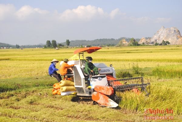 Thu hoạch lúa tại Yên Thành. Ảnh tư liệu