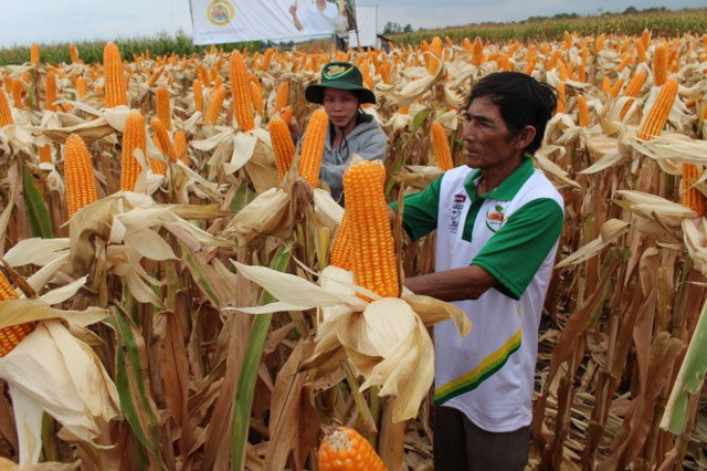 Ngô GMO đang được trồng tại Xuân Lộc, Đồng Nai