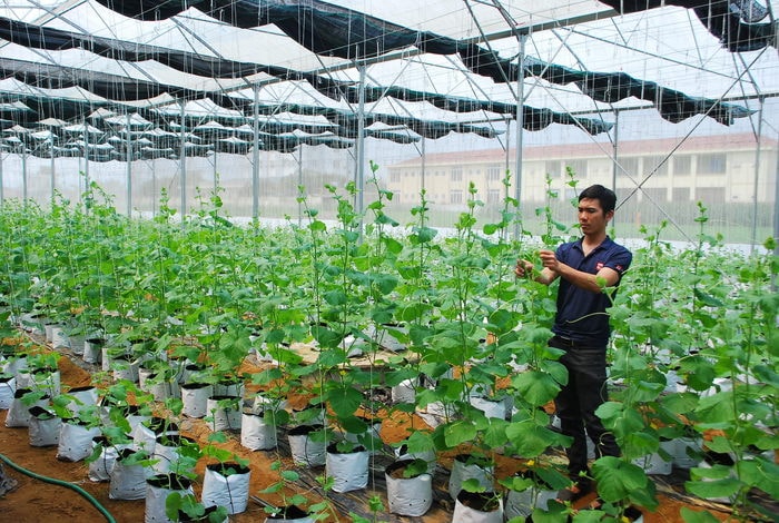 Mô hình dưa nhà lưới ở xã Diễn Thành cho thu nhập cao. Ảnh: T.H