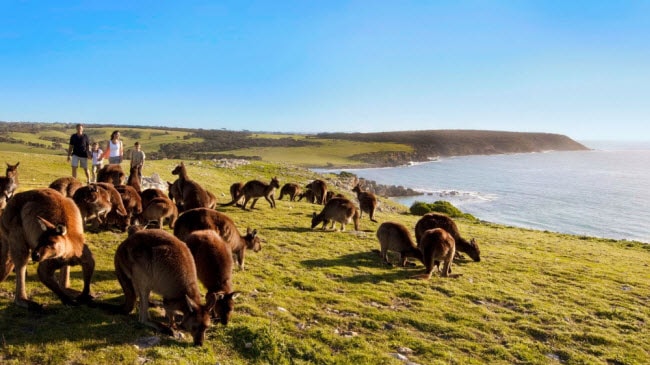  Đảo Kangaroo, Australia: Đây là điểm đến lý tưởng dành cho trẻ em và người lớn vì 1/3 diện tích của hòn đảo nằm trong các khu bảo tồn thiên nhiên và vườn quốc gia của Australia. Du khách sẽ bị ấn tượng bởi những vách núi khổng lồ và đồng cỏ xanh mướt. Nếu đi bộ khám phá ở nơi này, bạn có thể dễ dàng bắt gặp kangaroo, thằn lằn, gấu túi, thú mỏ vịt và nhiều loài chim.