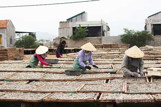 Chế biến cá cơm bán sang thị trường Trung Quốc tại Quỳnh Dị (TX. Hoàng Mai). Ảnh: Phú Hương