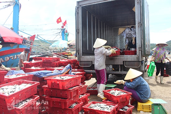 Vận chuyển hải sản lên xe cấp đông.Ảnh: P.H