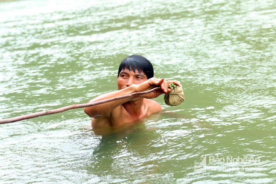 Sau khi đã xong mọi công đoạn, chỉ cần lấy đùm lá cơi và lặn xuống nhét vào hang cá. Theo anh Lô Văn Hằng (bản Nhãn Cù - Tà Cạ), khi gặp lá cơi nhét vào, cá lăng không chịu nổi chất độc của lá sẽ chạy ra khỏi hang và mắc vào lưới. Tuy nhiên, cũng có con rất 