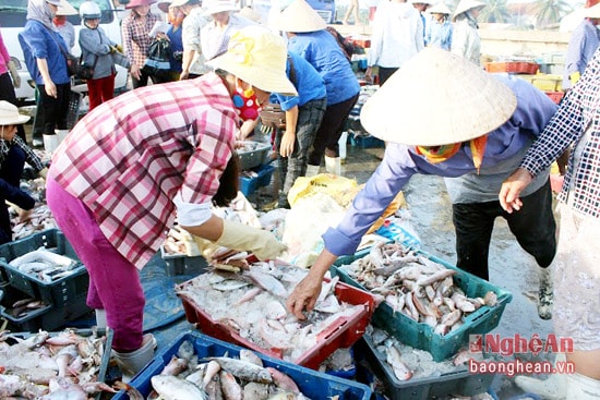 Đánh bắt hải sản là ngành kinh tế đem lại giá trị cao của thị xã Hoàng Mai. Ảnh tư liệu