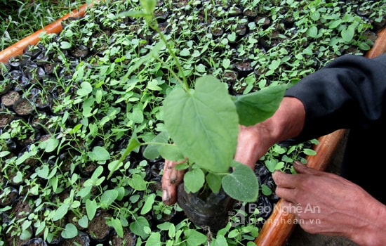 Quế Phong trồng cây đẳng sâm. Ảnh Ngọc Tăng