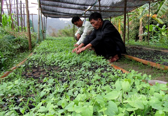 Quế Phong trồng cây đẳng sâm. Ảnh Ngọc Tăng