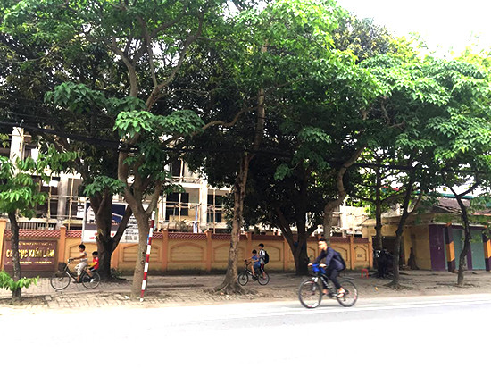 Những gốc cây ngô đồng trên đường Lê Hồng Phong (TP. Vinh). Ảnh: Đào Tuấn