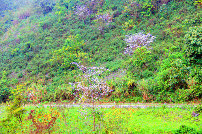Hoa ban nở trắng trên dãy núi Pha Bun. Ảnh: H.V-H.P