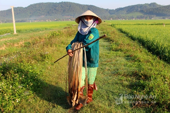 Nghề bắt tép đồng. Ảnh: Việt Hùng