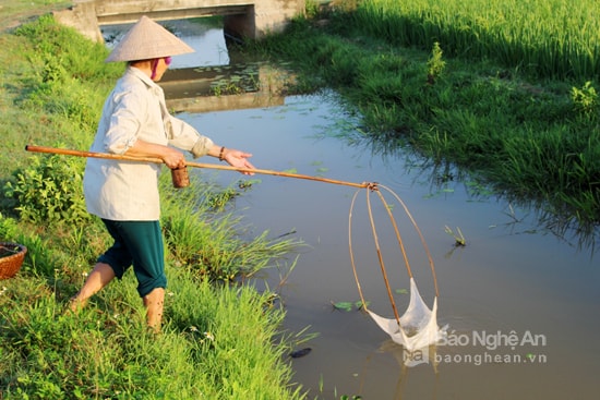 Nghề bắt tép đồng. Ảnh: Việt Hùng