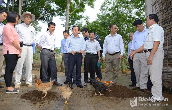 Đoàn thăm mô hình trại gà tại xóm Xuân Sơn 1, xã Thanh Xuân, huyện Thanh Chương. Ảnh: Thu Giang