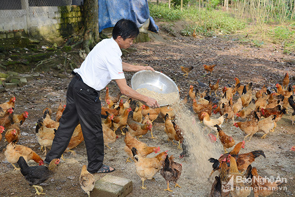 Mỗi năm trại gà xuất ra thị trường 2-3 lứa gà thịt, phục vụ nhu cầu tiêu dùng trong và ngoài tỉnh Nghệ An. Ảnh: Thu Giang