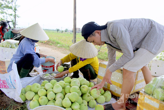 Dưa lê Diễn Châu. Ảnh: Quang An