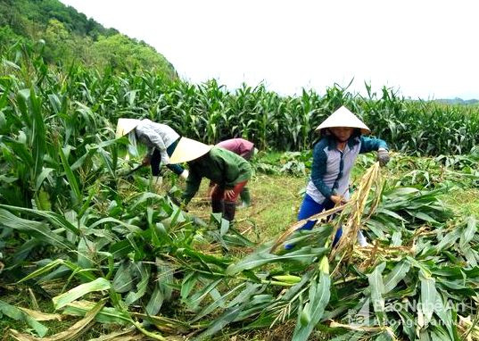 Gia đình chị Nguyễn Thị Hiến thôn 7, xã Cẩm Sơn có 3 sào đất bãi chuyên trồng ngô sinh khối. Tính ra, 1 sào thu về 2,5 tấn cây, trị giá 2,2 triệu đồng. Ảnh: Thái Hiền