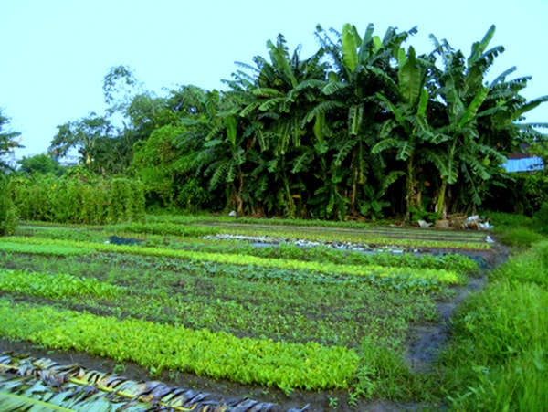 Ảnh minh họa.