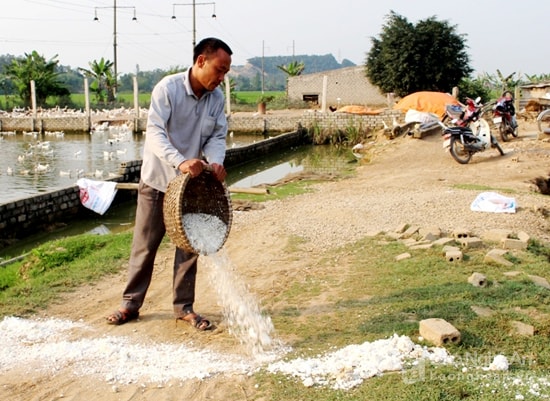 Nguời dân xã Quỳnh Mỹ (Quỳnh Lưu) dùng vôi bột và hoá chất để phòng trừ lây lan dịch lở mồm, lon móng ở gia súc. Ảnh: Việt Hùng