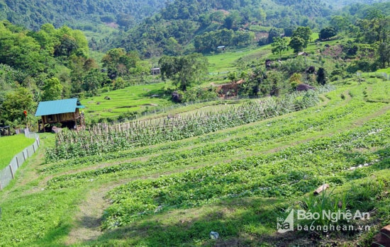 Khu vực khe Nhinh, nơi 12 hộ người Thái lập ấp trồng rau sạch. Ảnh: Đào Thọ