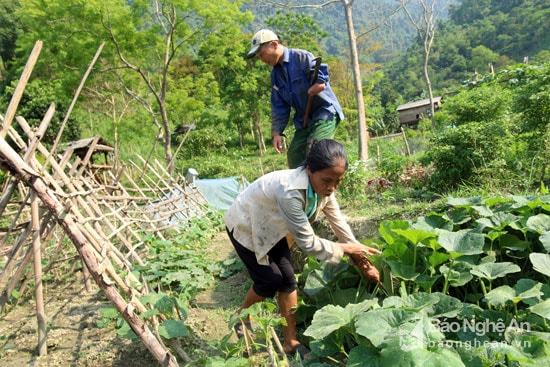 Vợ chồng anh Dương, chị Hồng chăm sóc rau sạch của gia đình. Ảnh: Đào Thọ