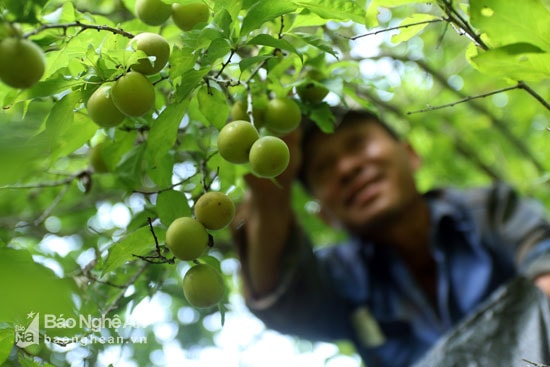 Vườn mơ trĩu quả của anh Dương, chị Hồng đang mùa thu hoạch. Ảnh: Đào Thọ