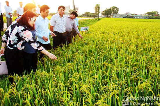 Mô hình trình diễn sử dụng phân bón tổng hợp NPK Việt Phát tại xã Diễn Trường tại vụ Đông Xuân 2017 dự  kiến năng suất đạt 7 tấn/ha. Ảnh: Hoàng Vĩnh