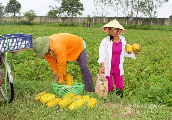 Mùa dưa bở Cửa Lò. Ảnh Quang An