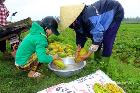 Mùa dưa bở Cửa Lò. Ảnh Quang An