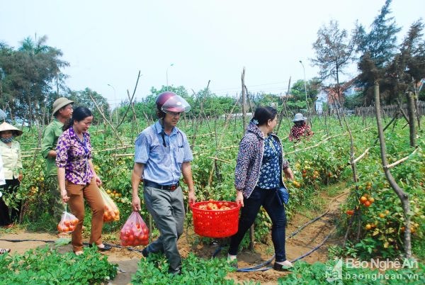 Du khách vào tận ruộng để mua rau sạch ở Diễn Châu. Ảnh C. L
